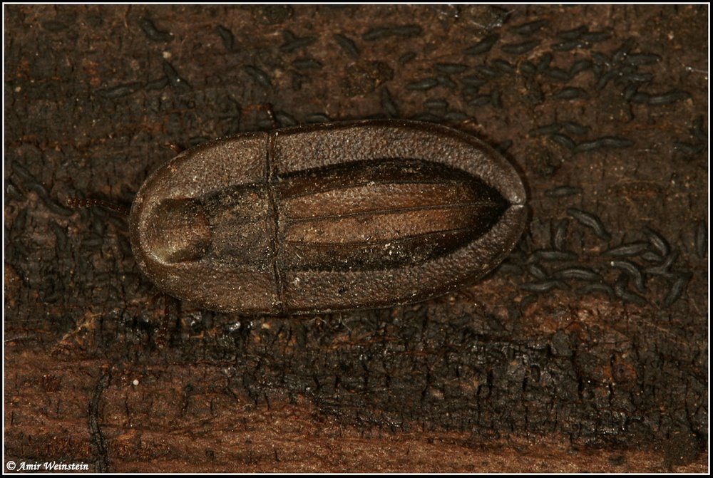 Coleoptera d''Israele - ID Request for Cossyphus